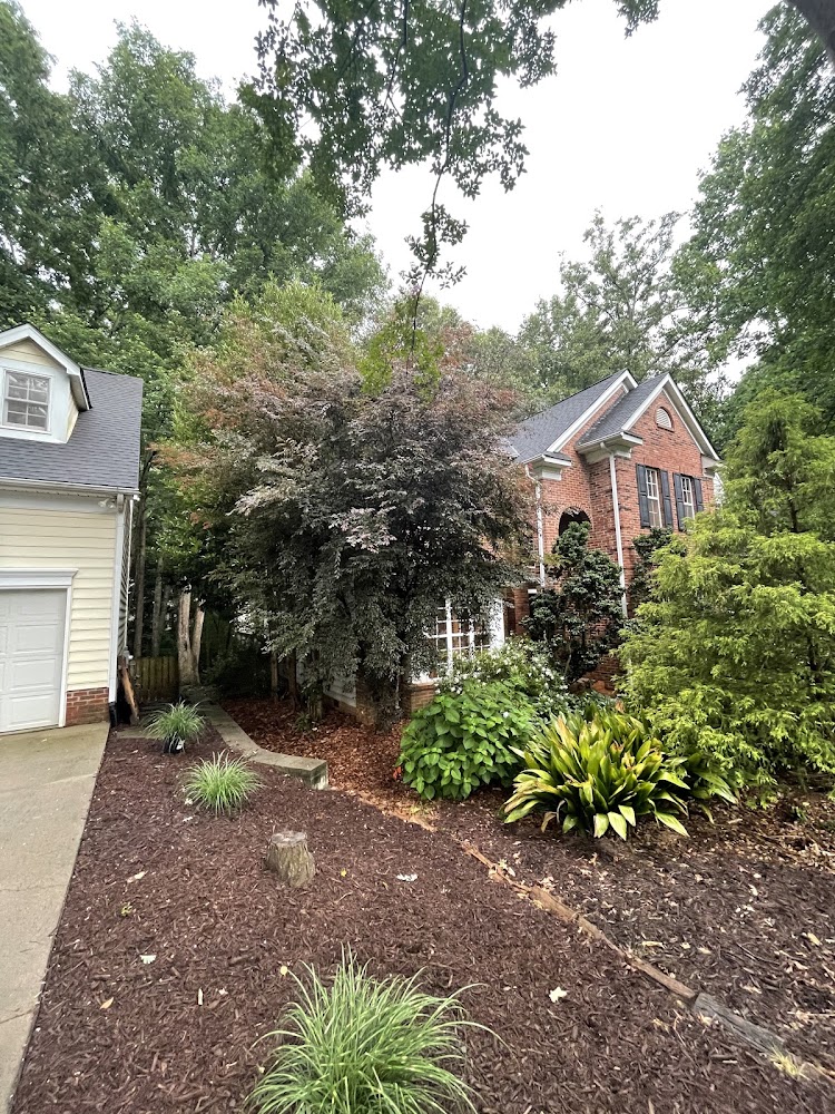 Sierra tree care & outdoor services llc